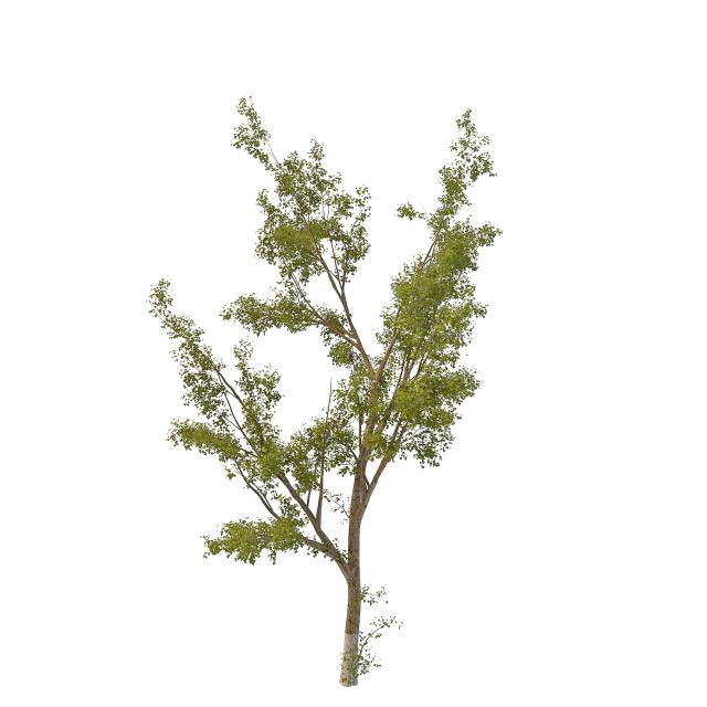 Silver leaf poplar tree 3d rendering