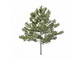Tall aspen tree 3d model preview