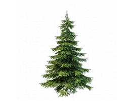 Picea glauca tree 3d model preview
