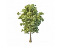 Grey poplar tree 3d model preview