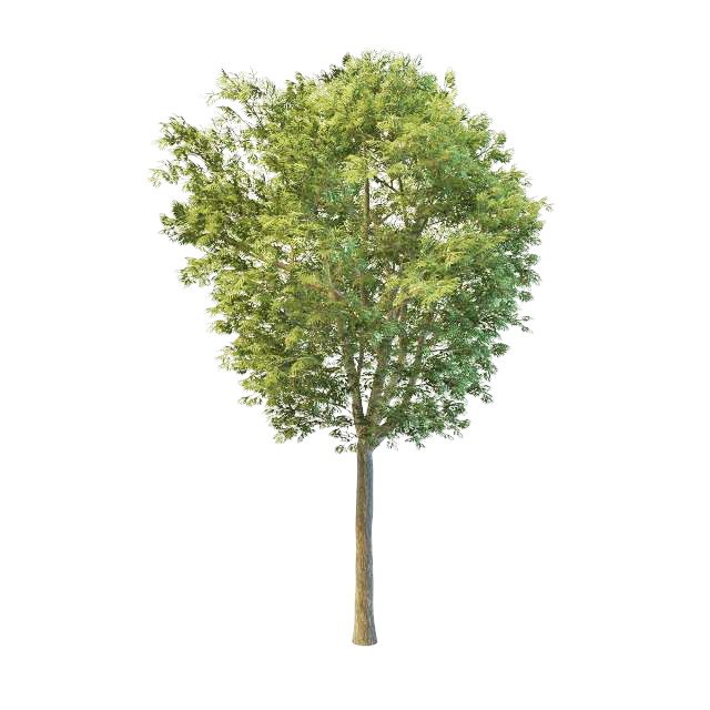Fraxinus tree 3d rendering