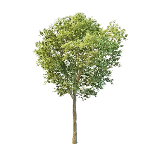 Fraxinus tree 3d rendering
