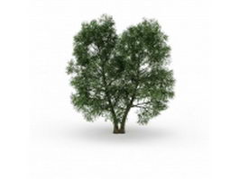 North American beech tree 3d model preview