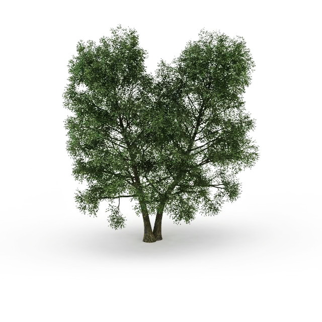North American beech tree 3d rendering
