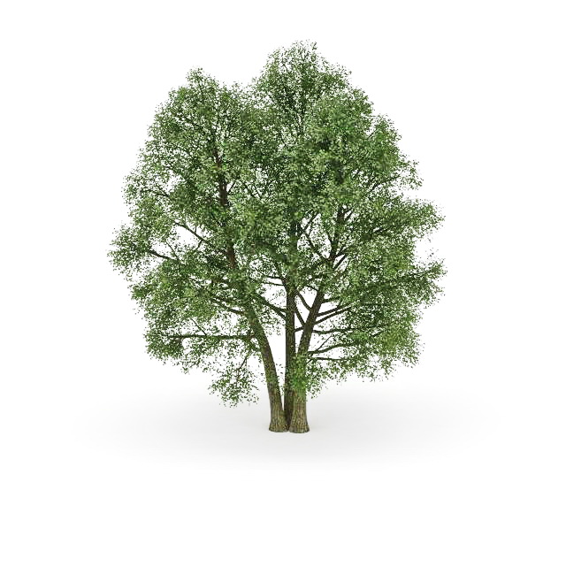 European beech ornamental tree 3d rendering