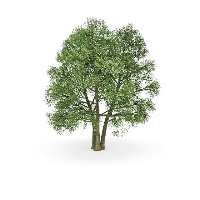 European beech ornamental tree 3d rendering