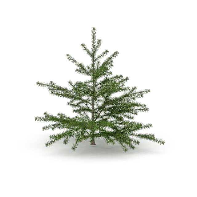 Canaan Fir Christmas tree 3d rendering