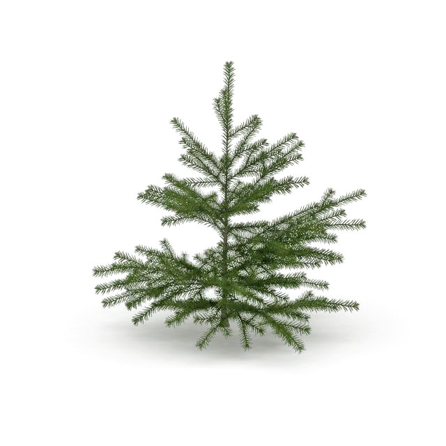 Canaan Fir Christmas tree 3d rendering