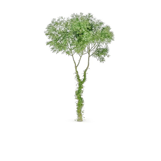 Irish oak tree 3d rendering