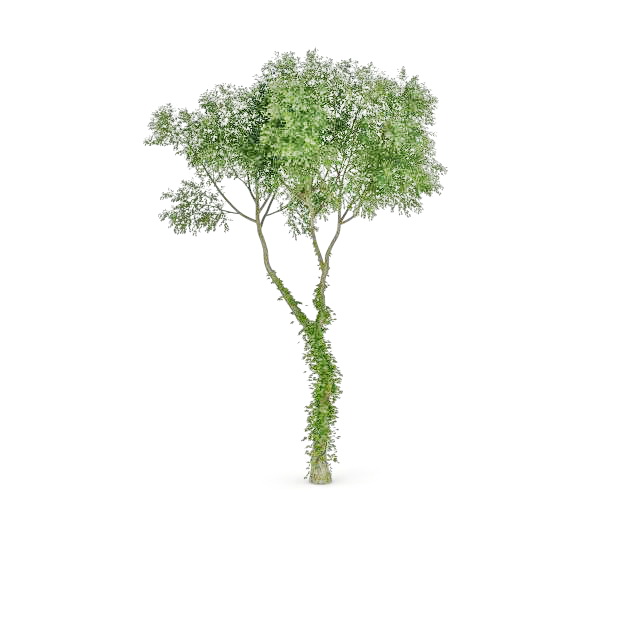 Irish oak tree 3d rendering