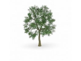 Bigleaf poplar tree 3d model 3ds max files free download - CadNav