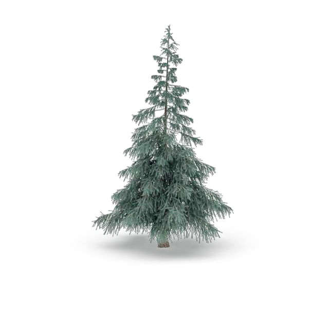 Colorado spruce tree 3d rendering