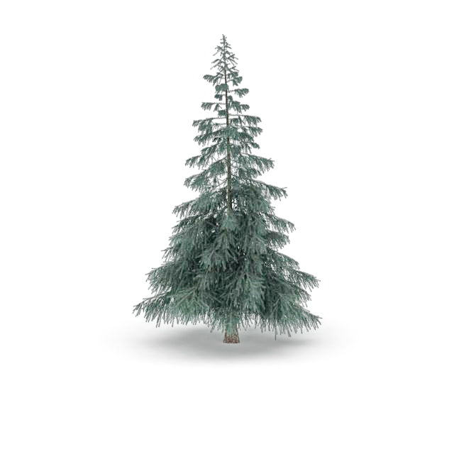 Colorado spruce tree 3d rendering