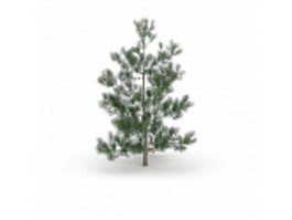Masson pine tree 3d model preview