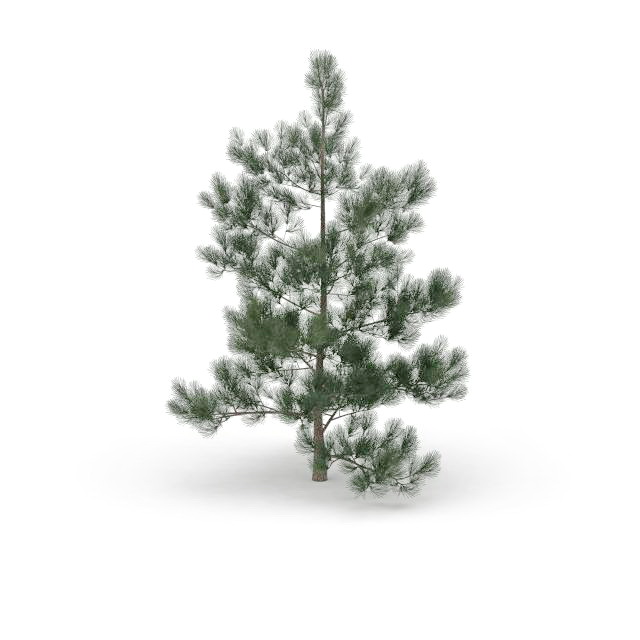 Masson pine tree 3d rendering