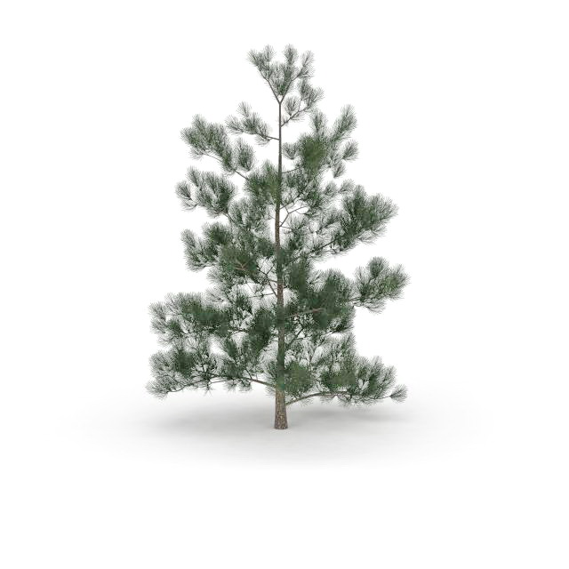 Masson pine tree 3d rendering