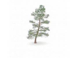 Ponderosa pine tree 3d model preview