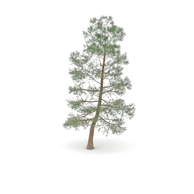 Ponderosa pine tree 3d rendering