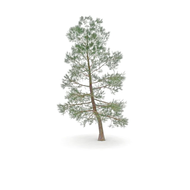 Ponderosa pine tree 3d rendering