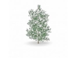 Gray pine tree 3d model preview