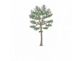 Austrian pine tree 3d model preview