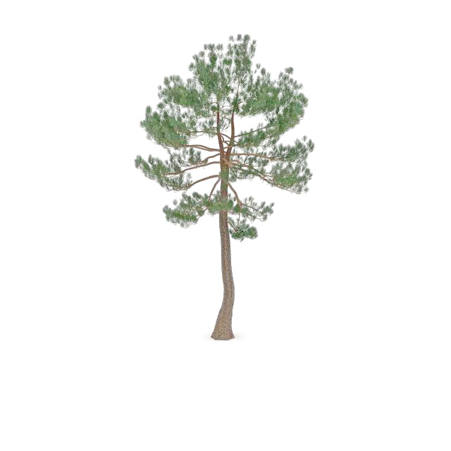 Austrian pine tree 3d rendering