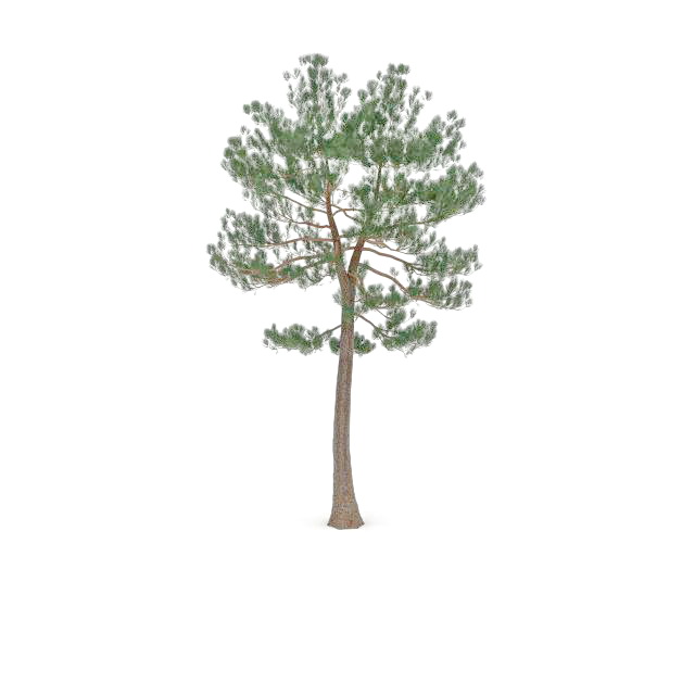Austrian pine tree 3d rendering