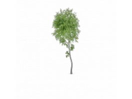 Paper birch tree 3d model preview