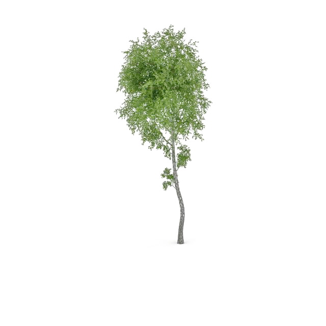 Paper birch tree 3d rendering