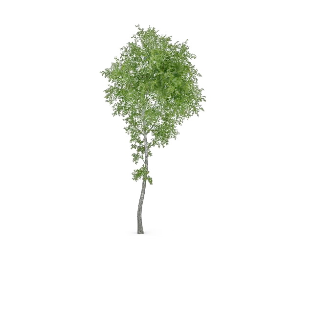 Paper birch tree 3d rendering