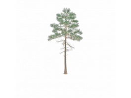 North America red pine 3d model preview