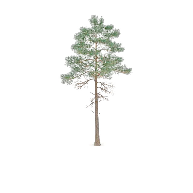 North America red pine 3d rendering