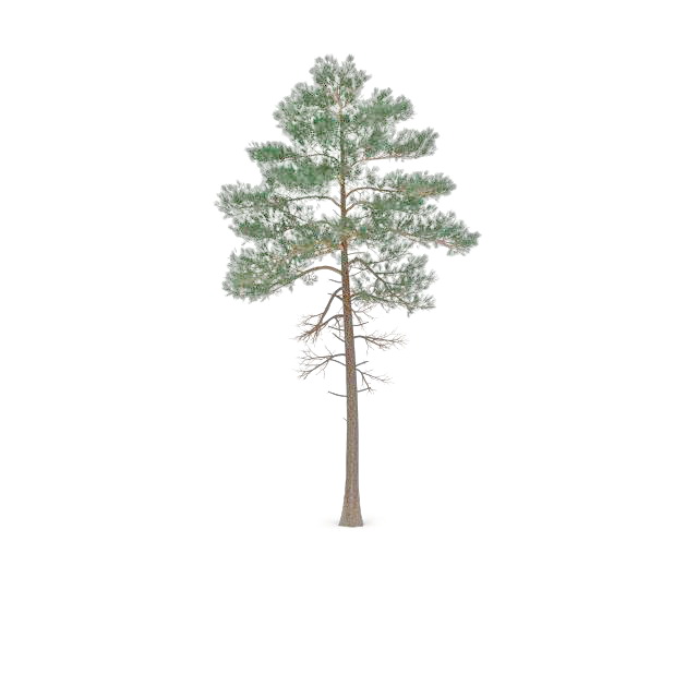 North America red pine 3d rendering
