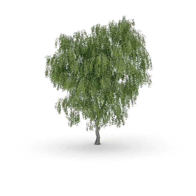 North American hardwood tree 3d rendering