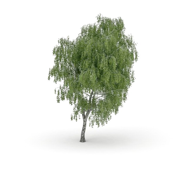 North American hardwood tree 3d rendering