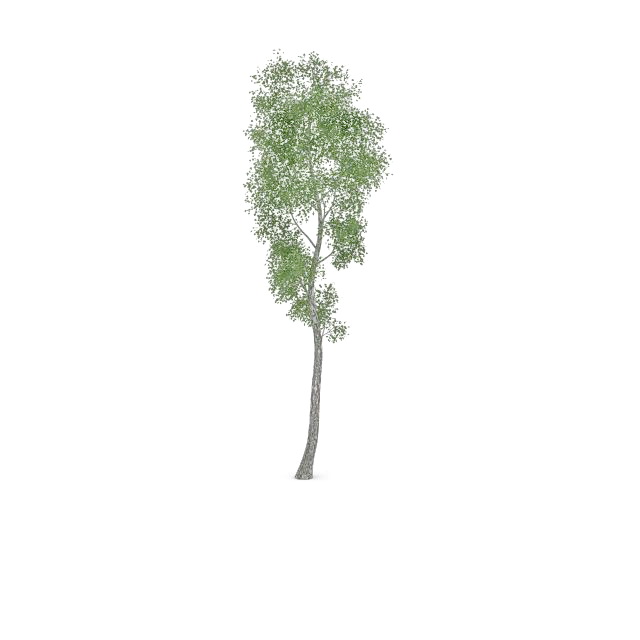 Alamo cottonwood tree 3d rendering