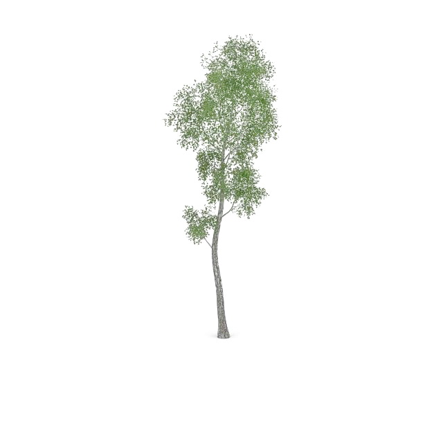 Alamo cottonwood tree 3d rendering