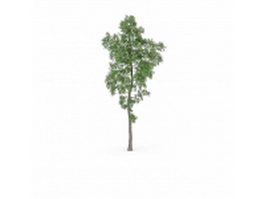 Populus tremula tree 3d model preview