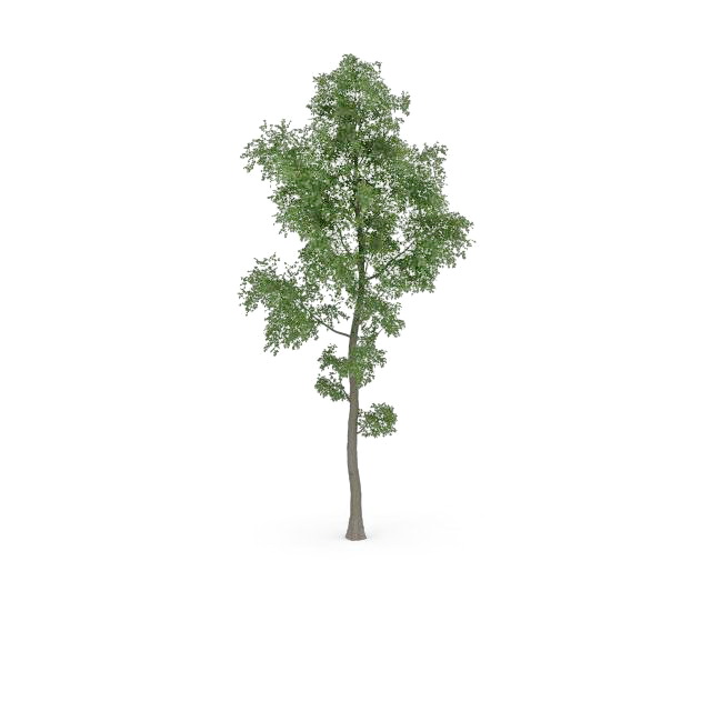 Populus tremula tree 3d rendering