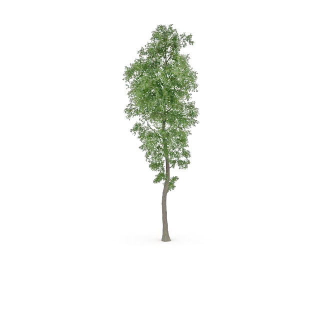 Populus tremula tree 3d rendering