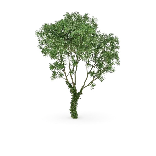 Welsh oak tree 3d rendering