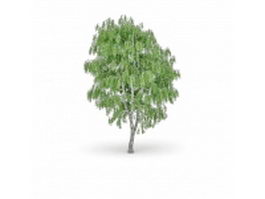 Silverleaf poplar tree 3d model preview
