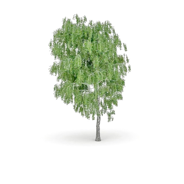 Silverleaf poplar tree 3d rendering