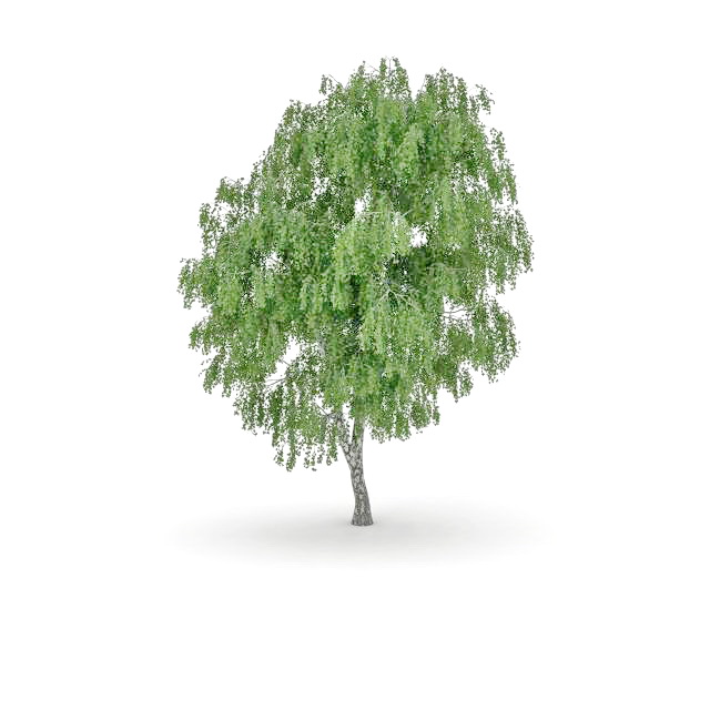 Silverleaf poplar tree 3d rendering
