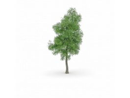 Black poplar tree 3d model preview