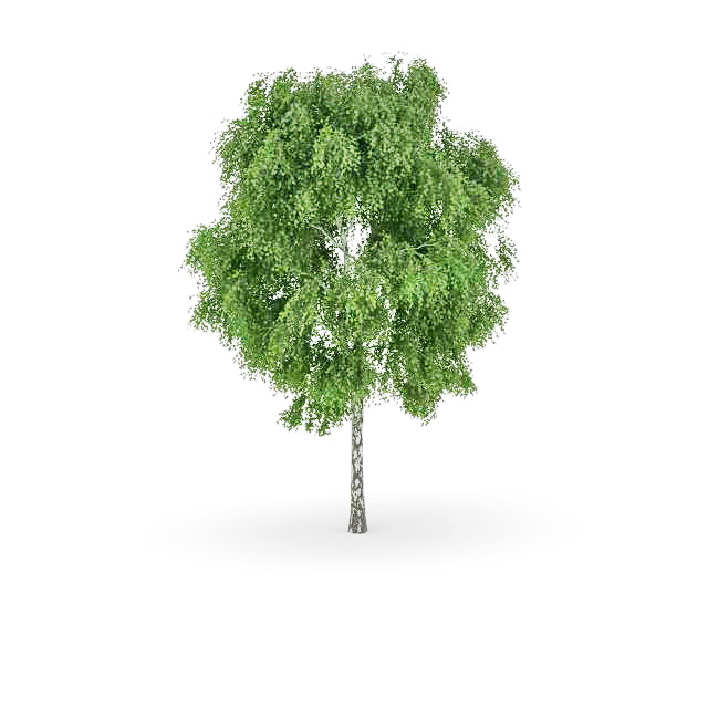 Western balsam poplar tree 3d rendering