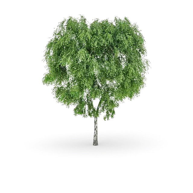 Western balsam poplar tree 3d rendering