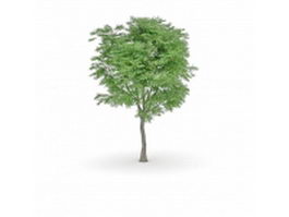 Bigleaf poplar tree 3d model preview