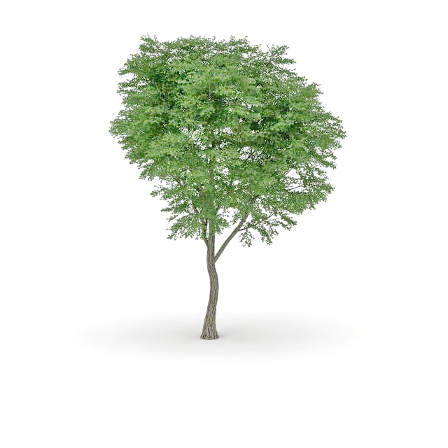 Bigleaf poplar tree 3d rendering