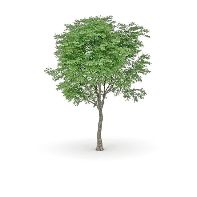 Bigleaf poplar tree 3d rendering